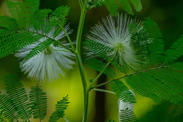 Цветок Мимозы Цвету Цветок Виде Длинных Белых Волокон Изолированных Размытом — стоковое фото