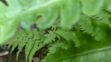 Kamera hareketi eğreltiotu yapraklarına giriyor, kamera pozisyonu aşağı bakıyor.