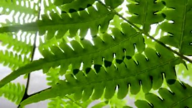 Kamera hareketi eğreltiotu yapraklarına giriyor, kamera pozisyonu yukarı bakıyor.