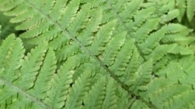 Yeşil eğrelti otu yaprakları üzerinde kamera hareketi; bir yapraktan diğerine hareket