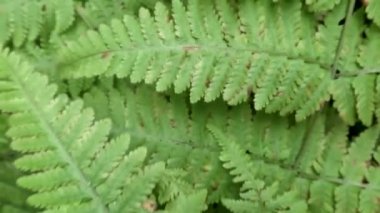 Yeşil eğrelti otu yapraklarının üzerinde kamera hareketi; bulanık yosunlu yeraltı