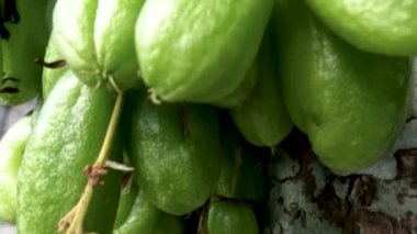 Bilimbi fruit; which has a smooth oval shape; is green; hangs on a small branch; it tastes sour; usually for cooking spices
