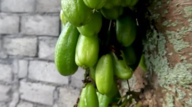 Bilimbi meyvesi; pürüzsüz oval bir şekle sahiptir; yeşildir; küçük bir dala asılır; tadı ekşidir; genellikle baharat pişirmek için kullanılır