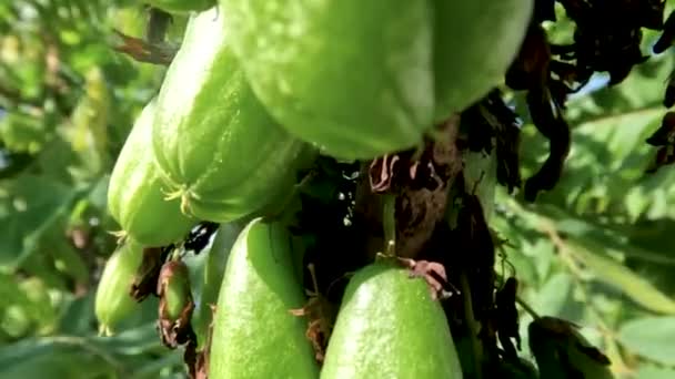 Bilimbi Fruit Which Has Smooth Oval Shape Green Hangs Small — Stockvideo