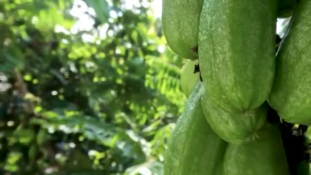 Bilimbi Fruit Which Has Smooth Oval Shape Green Hangs Small — Vídeo de stock