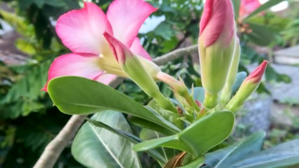 Setangkai Bunga Adenium Yang Mekar Dalam Kombinasi Warna Merah Muda — Stok Video