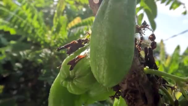Bilimbi Fruit Which Has Smooth Oval Shape Green Hangs Small — Stockvideo