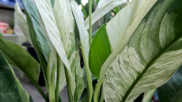 Leaves Chinese Evergreen Plant Combination Green White Planted Pots Garden — Stok Video