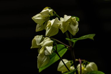 Kırmızı ve beyaz fildişi karışımı, siyah bir arka planda izole edilmiş, kanayan kalp renginde çardak çiçeği.