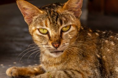 Kapatın. Siyah, turuncu ve kahverengi renklerin kombinasyonu olan bir kedi, Müslüman toplumunda moda olan bir evcil hayvan.