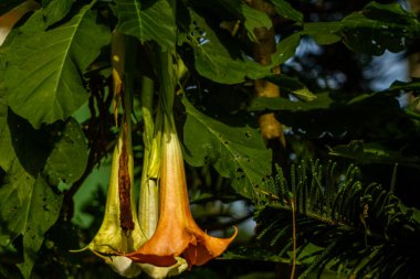Çiçek açan Datura Metal bitkisinin çiçekleri, avluda yetişen fildişi ve turuncu bir kombinasyondur.