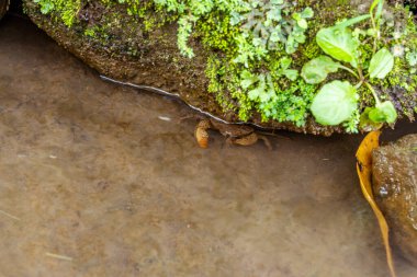 Temiz suyu olan küçük bir nehirde yaşayan, kirli ve yosun tutmuş bir kayanın altında saklanan küçük bir yengeç.