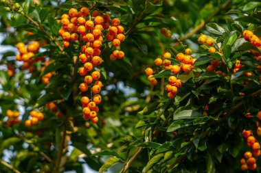 Meyve veren altın tarla damlası küçük turuncu renktedir, meyve sallanan saplarla birlikte kümeler halinde toplanır.