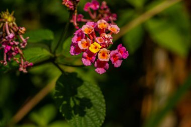 Lantana Camara çiçeği turuncu ve pembenin bir kombinasyonudur, yeşil yaprakların arka planı bulanıktır.