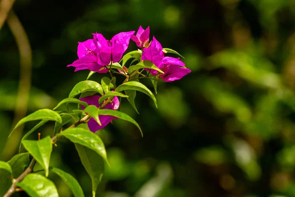 Light Purple Bougainvillea Flower Bloom Blurred Green Foliage Background —  Fotos de Stock