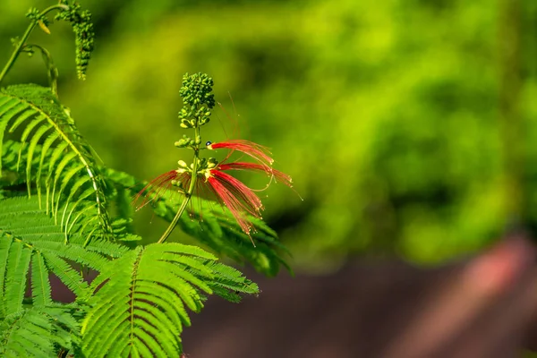 Een Rode Bloeiende Calliandra Bloem Groene Bladeren Achtergrond Een Zonnige — Stockfoto