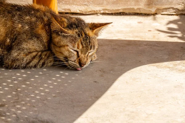 Close Cat Who Sleeping Sitting Lazily Pet Trending Muslim Society — Stock Photo, Image