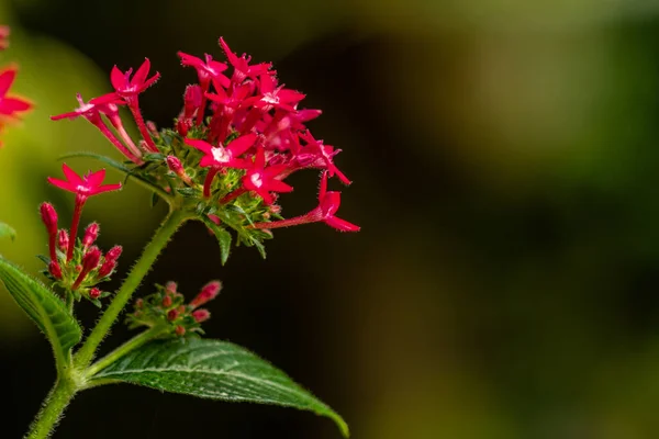 Blooming Egyptian Starcluster Flower Red Shaped Mini Trumpet Star Shaped —  Fotos de Stock