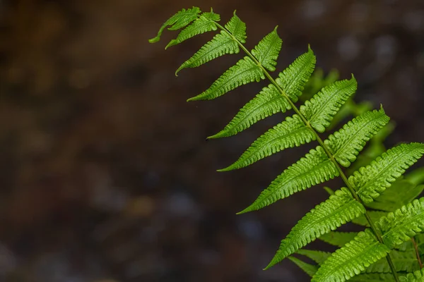 Verse Groene Varen Bladeren Wazig Bruine Achtergrond — Stockfoto