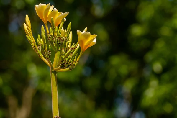 Frangipani Flowers Bloom Combination Yellow Ivory White Isolated Blurry Green — Fotografia de Stock