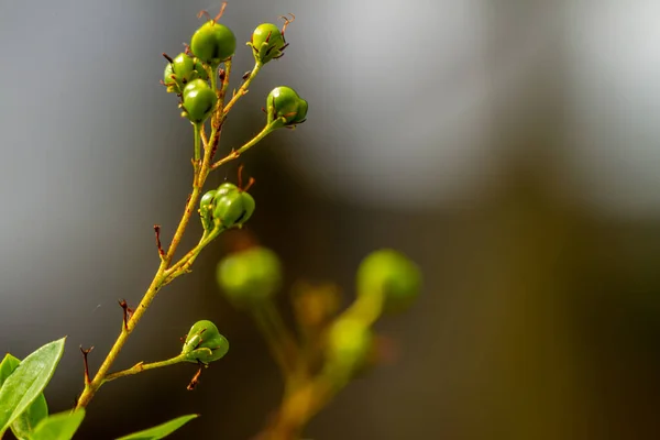 Goldshower Plant Bloom Yellow Bears Fruit Has Green Shape Background — Stockfoto