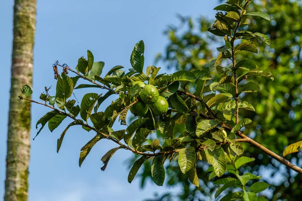 Guave Pflanze Mit Grünen Blüten Und Früchten Grünen Herzförmigen Blättern — Stockfoto