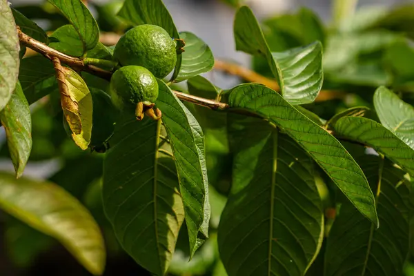 Guava Plant Has Green Flowers Fruit Green Heart Shaped Leaves — 스톡 사진