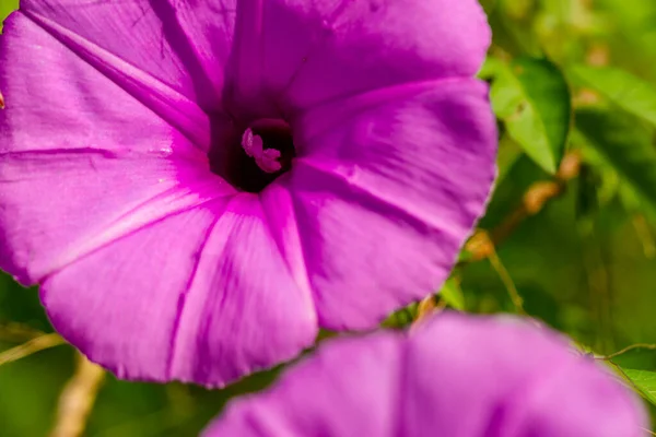 Ipomoea Setifera Poir Flower Bloom Shaped Purple Trumpet Blurred Green — Fotografia de Stock