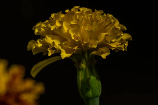 Die Blühende Ringelblume Ist Rund Gelb Der Dunkle Hintergrund Verschwommen — Stockfoto