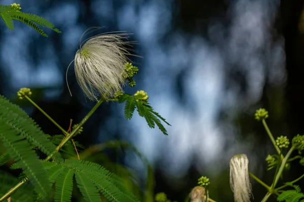 Mimosa family plant in bloom in the form of a ball with white hair, blurred green foliage background