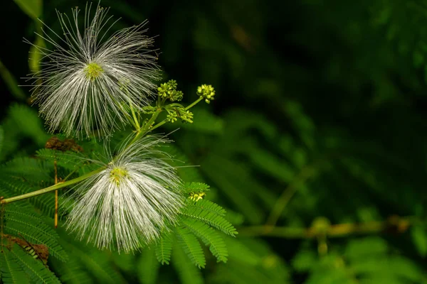 Mimosa Family Plant Bloom Form Ball White Hair Blurred Green — стоковое фото