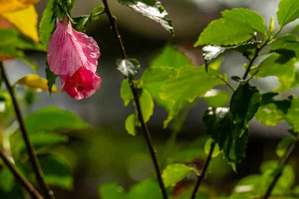 Mazapan Flowers Blooming Shape Red Bells Blurred Green Foliage Background —  Fotos de Stock