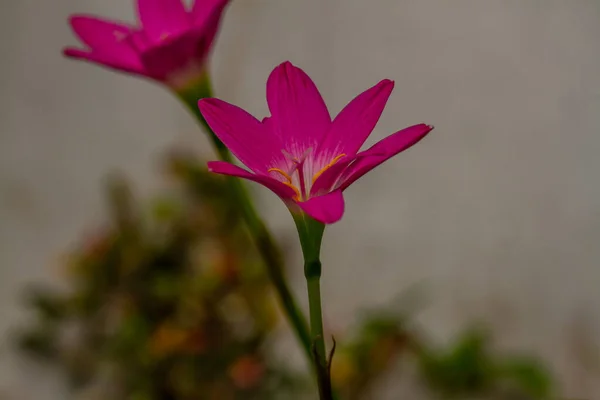 Pink Rain Lily Plant Blooming Pink White Petals Blurred Green — ストック写真