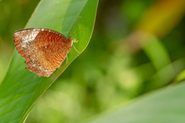Taze yeşil bir yaprağın üzerinde dinlenen bir kelebek, güneşli bir sabahta bahçede bir durum.