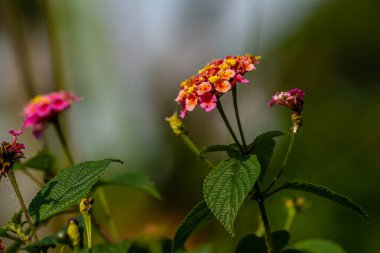Lantana Camara çiçeği turuncu ve pembenin bir kombinasyonudur, yeşil yaprakların arka planı bulanıktır.