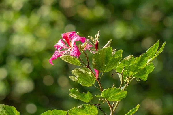 Růžový Kvetoucí Bauhinia Květ Rozmazaným Zeleným Listím Pozadí — Stock fotografie