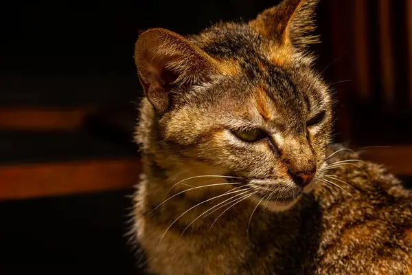 Close Cat Combination Black Orange Brown Colors Pet Trending Muslim — Fotografia de Stock