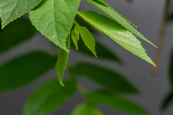 Nahaufnahme Von Grünen Kirschblättern Mit Herzform Gezackten Blatträndern Mit Leicht — Stockfoto