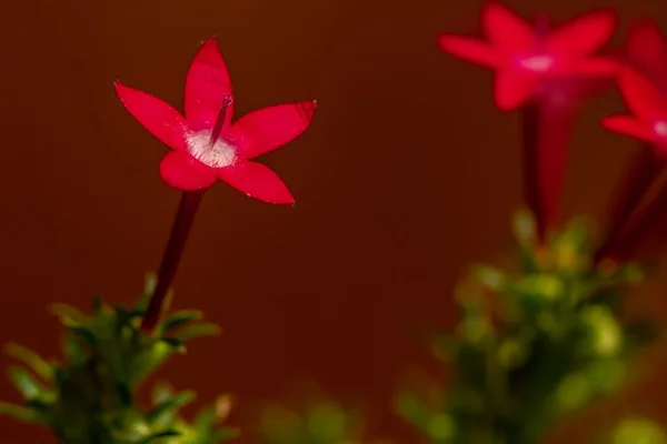 Die Blühende Ägyptische Sternhaufen Blume Ist Rot Geformt Wie Eine — Stockfoto