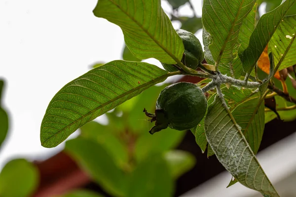 Guava Plant Has Green Flowers Fruit Green Heart Shaped Leaves — 스톡 사진