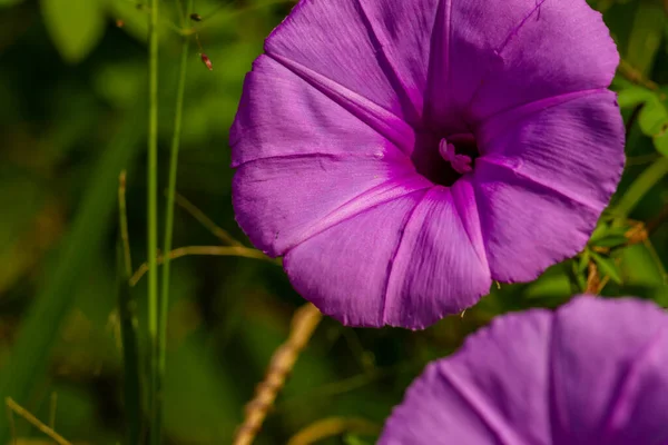 Ipomoea Setifera Poir Flower Bloom Shaped Purple Trumpet Blurred Green —  Fotos de Stock