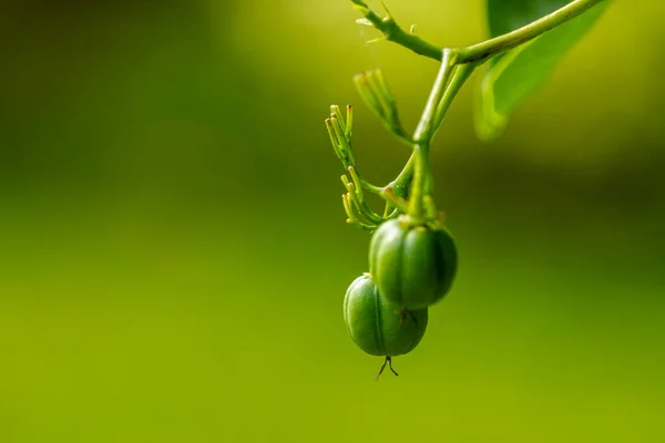 Jatropha integerrima Jacq fruit is shaped like a green ball, blurred green foliage background