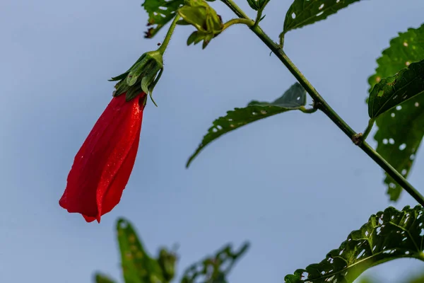 Mazapan Flowers Blooming Shape Red Bells Blurred Green Foliage Background —  Fotos de Stock