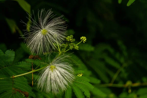 Mimosa family plant in bloom in the form of a ball with white hair, blurred green foliage background