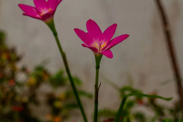 Rosa Regenlilie Pflanze Blüht Mit Rosa Und Weißen Blütenblättern Verschwommenes — Stockfoto