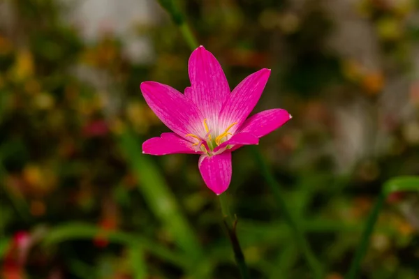 Rosa Regenlilie Pflanze Blüht Mit Rosa Und Weißen Blütenblättern Verschwommenes — Stockfoto