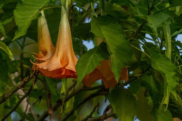 Flowers Datura Metel Plant Bloom Combination Ivory Orange Growing Yard — Stock Fotó
