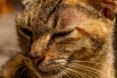 Kapatın. Uyuyan ve tembelce oturan bir kedi, Müslüman toplumunda popüler olan bir evcil hayvan.