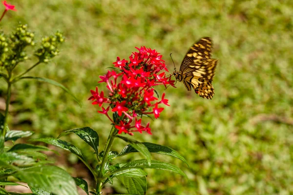 Butterfly Perched Red Flower Situation Garden Sunny Morning — Stock Photo, Image