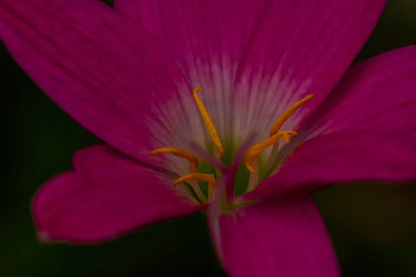 Rosa Regenlilie Pflanze Blüht Mit Rosa Und Weißen Blütenblättern Verschwommenes — Stockfoto